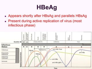 HBeAg
 Appears shortly after HBsAg and parallels HBsAg
 Present during active replication of virus (most
infectious phase)
 