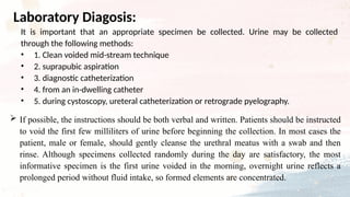 It is important that an appropriate specimen be collected. Urine may be collected
through the following methods:
• 1. Clean voided mid-stream technique
• 2. suprapubic aspiration
• 3. diagnostic catheterization
• 4. from an in-dwelling catheter
• 5. during cystoscopy, ureteral catheterization or retrograde pyelography.
Laboratory Diagosis:
 If possible, the instructions should be both verbal and written. Patients should be instructed
to void the first few milliliters of urine before beginning the collection. In most cases the
patient, male or female, should gently cleanse the urethral meatus with a swab and then
rinse. Although specimens collected randomly during the day are satisfactory, the most
informative specimen is the first urine voided in the morning, overnight urine reflects a
prolonged period without fluid intake, so formed elements are concentrated.
 