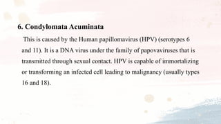 6. Condylomata Acuminata
This is caused by the Human papillomavirus (HPV) (serotypes 6
and 11). It is a DNA virus under the family of papovaviruses that is
transmitted through sexual contact. HPV is capable of immortalizing
or transforming an infected cell leading to malignancy (usually types
16 and 18).
 