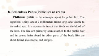 8. Pediculosis Pubis (Pubic lice or crabs)
Phthirus pubis is the etiologic agent for pubic lice. The
organism is tiny, about 2 millimeters (mm) long, and visible to
the naked eye. It is a parasitic insect that feeds on the blood of
the host. The lice are primarily seen attached to the public hair
and in coarse hairs found in other parts of the body like the
chest, beard, moustache, and armpits.
 