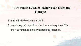 1. through the bloodstream, and
2. ascending infection from the lower urinary tract. The
most common route is by ascending infection.
Two routes by which bacteria can reach the
kidneys:
 