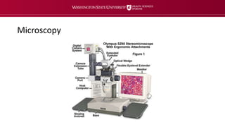 laboratory-ergonomics-training.pptx