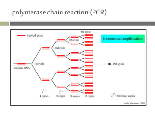 Laboratory identification-of-clinically-significant-bacteria | PPTX