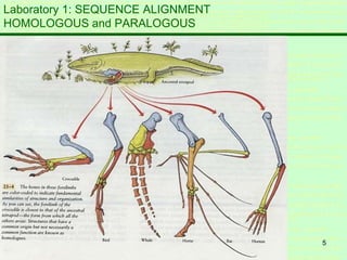 5
Laboratory 1: SEQUENCE ALIGNMENT
HOMOLOGOUS and PARALOGOUS
 