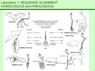 6
Laboratory 1: SEQUENCE ALIGNMENT
HOMOLOGOUS and PARALOGOUS
 