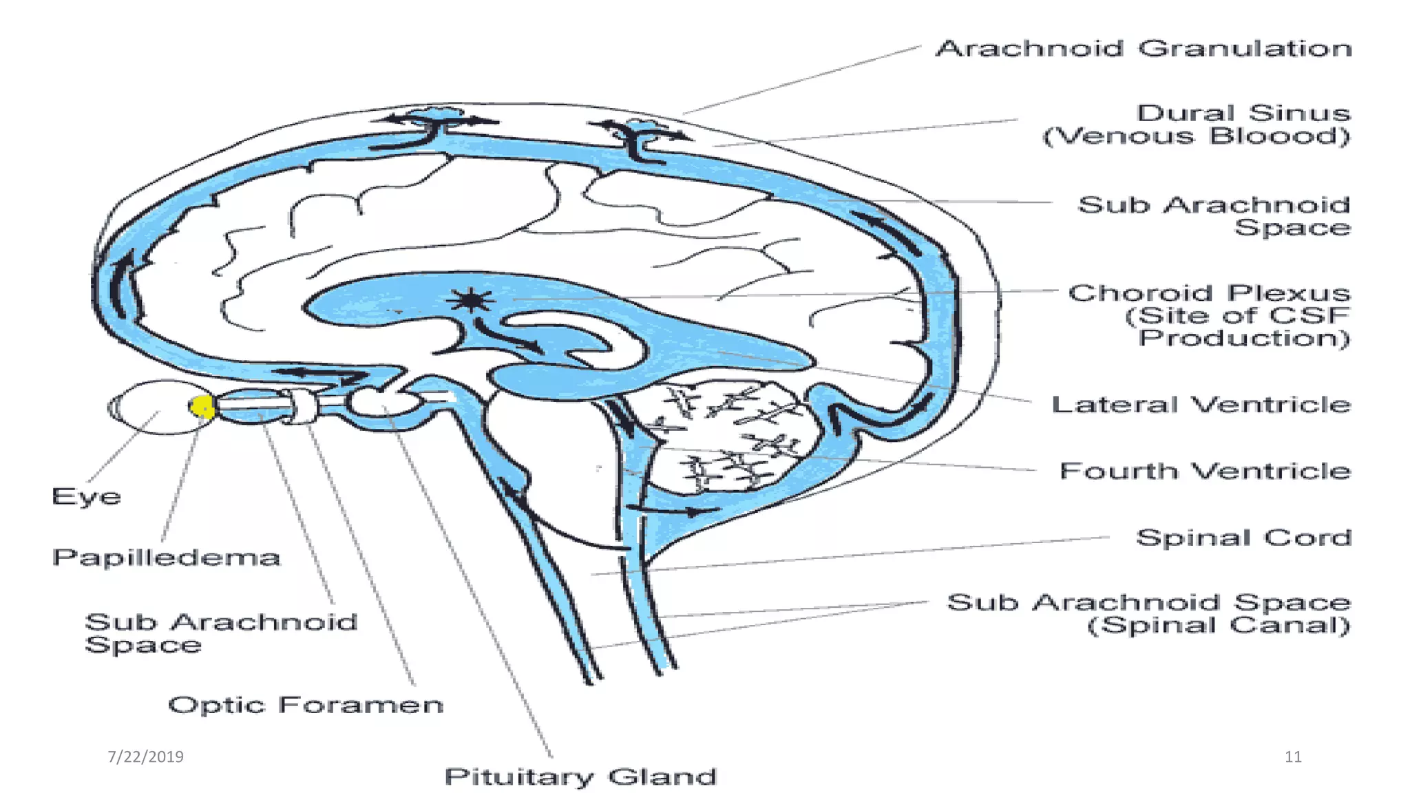 CIRCULATION OF CSF
•CSF flows from the lateral ventricles through the third and
fourth ventricles and into the subarachnoid space.
• From the fourth ventricle, the CSF either continues to the
central canal of the spinal cord or leaves for the
subarachnoid space by passing through the medial aperture
(foramen of Magendie) and paired lateral apertures
(foramina of Luschka) in the roof and lateral recesses of the
fourth ventricle, respectively.
7/22/2019 11
 
