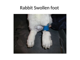 Laboratory Animal Care.pp t | PPT