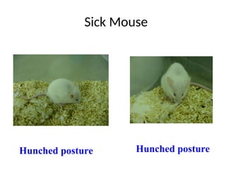 Hunched Lab Mouse Laboratory Animal Care.pp t | PPT