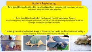 Safe Handling Lab Rats Laboratory animal pracrice.pptx