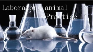 Laboratory animal
Practice
 