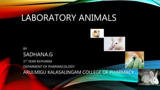 LABORATORY ANIMALS
BY
SADHANA.G
1ST YEAR M.PHARM
DEPARMENT OF PHARMACOLOGY
ARULMIGU KALASALINGAM COLLEGE OF PHARMACY
 