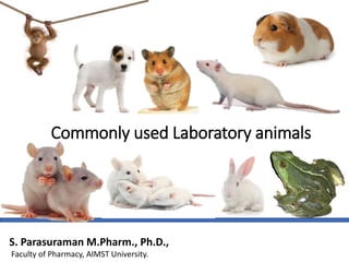 Commonly used Laboratory animals
S. Parasuraman M.Pharm., Ph.D.,
Faculty of Pharmacy, AIMST University.
 