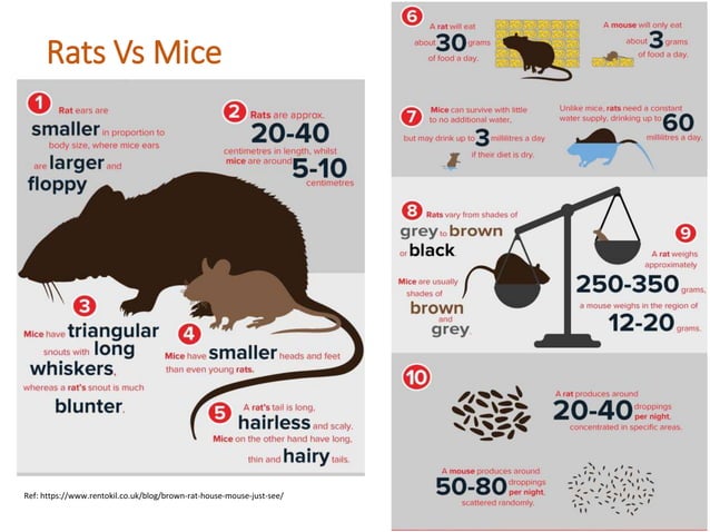 Laboratory animals | PPTX | Biological Sciences | Science