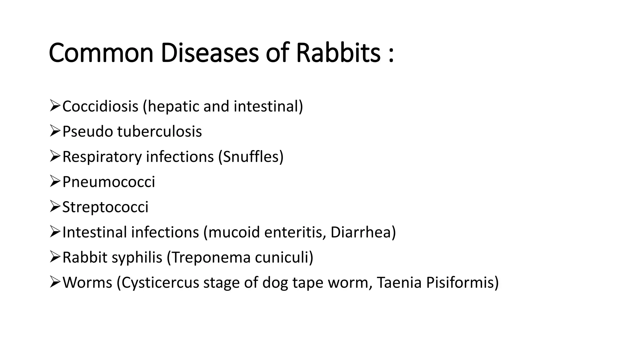 Syphlilus Rabbit laboratory animals handling and storage.pptx