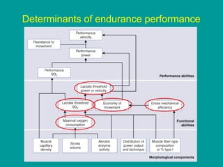 Determinants of endurance performance

 