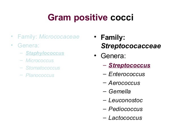 gram negative lab report A standard part of nearly all lab courses in introductory microbiology is an activity 5 -9 gram-negative unknown report due chemical and microbiological lab. gram negative lab report A standard part of nearly all lab courses in introductory microbiology is an activity 5 -9 gram-negative unknown report due chemical and microbiological lab.