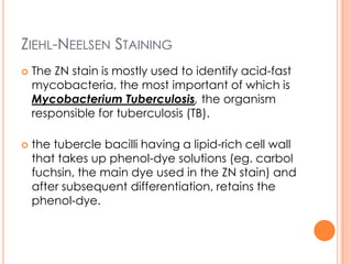 ZIEHL-NEELSEN STAINING
 The ZN stain is mostly used to identify acid-fast
mycobacteria, the most important of which is
Mycobacterium Tuberculosis, the organism
responsible for tuberculosis (TB).
 the tubercle bacilli having a lipid-rich cell wall
that takes up phenol-dye solutions (eg. carbol
fuchsin, the main dye used in the ZN stain) and
after subsequent differentiation, retains the
phenol-dye.
 