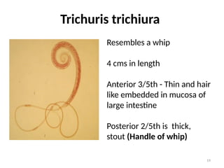 Laboratory diagnosis of infection due to Intestinal Nematodes.pptx