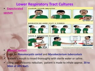 Lower Respiratory Tract Cultures
• Expectorated
sputum
• Induced sputum
 Used for Pneumocystis carinii and Mycobacterium tuberculosis
 Patient’s mouth is rinsed thoroughly with sterile water or saline.
 Using and ultrasonic nebulizer, patient is made to inhale approx. 20 to
30ml of 30% NaCl.
 