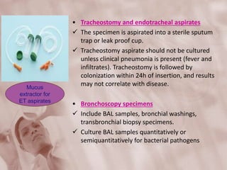 • Tracheostomy and endotracheal aspirates
 The specimen is aspirated into a sterile sputum
trap or leak proof cup.
 Tracheostomy aspirate should not be cultured
unless clinical pneumonia is present (fever and
infiltrates). Tracheostomy is followed by
colonization within 24h of insertion, and results
may not correlate with disease.
• Bronchoscopy specimens
 Include BAL samples, bronchial washings,
transbronchial biopsy specimens.
 Culture BAL samples quantitatively or
semiquantitatively for bacterial pathogens
Mucus
extractor for
ET aspirates
 