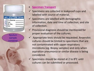 • Specimen Transport
 Specimens are collected in leakproof cups and
labelled with source of material.
 Specimens are labelled with demographic
information, date and time of collection, and site
of collection.
 Provisional diagnosis should be mentioned for
proper evaluation of the cultures.
 Appropriate tests should be requested. Anaerobic
cultures should be limited to specimens that are
not contaminated with upper respiratory
microbiota (eg. Biopsy samples) and only when
aspiration pneumonia or similar disease is being
considered.
 Specimens should be stored at 2 to 80C until
cultures can be submitted or processed.
Sputum
sample
container
 