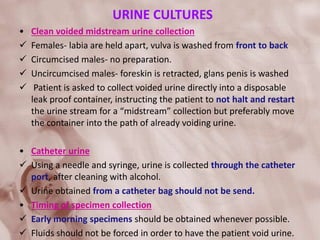 URINE CULTURES
• Clean voided midstream urine collection
 Females- labia are held apart, vulva is washed from front to back
 Circumcised males- no preparation.
 Uncircumcised males- foreskin is retracted, glans penis is washed
 Patient is asked to collect voided urine directly into a disposable
leak proof container, instructing the patient to not halt and restart
the urine stream for a “midstream” collection but preferably move
the container into the path of already voiding urine.
• Catheter urine
 Using a needle and syringe, urine is collected through the catheter
port, after cleaning with alcohol.
 Urine obtained from a catheter bag should not be send.
• Timing of specimen collection
 Early morning specimens should be obtained whenever possible.
 Fluids should not be forced in order to have the patient void urine.
 