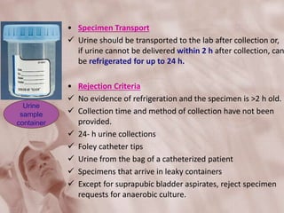 • Specimen Transport
 Urine should be transported to the lab after collection or,
if urine cannot be delivered within 2 h after collection, can
be refrigerated for up to 24 h.
• Rejection Criteria
 No evidence of refrigeration and the specimen is >2 h old.
 Collection time and method of collection have not been
provided.
 24- h urine collections
 Foley catheter tips
 Urine from the bag of a catheterized patient
 Specimens that arrive in leaky containers
 Except for suprapubic bladder aspirates, reject specimen
requests for anaerobic culture.
Urine
sample
container
 
