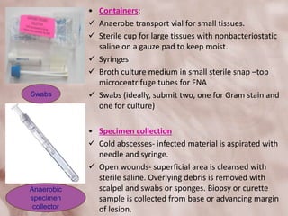 • Containers:
 Anaerobe transport vial for small tissues.
 Sterile cup for large tissues with nonbacteriostatic
saline on a gauze pad to keep moist.
 Syringes
 Broth culture medium in small sterile snap –top
microcentrifuge tubes for FNA
 Swabs (ideally, submit two, one for Gram stain and
one for culture)
• Specimen collection
 Cold abscesses- infected material is aspirated with
needle and syringe.
 Open wounds- superficial area is cleansed with
sterile saline. Overlying debris is removed with
scalpel and swabs or sponges. Biopsy or curette
sample is collected from base or advancing margin
of lesion.
Anaerobic
specimen
collector
Swabs
 