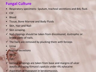 Fungal Culture
• Respiratory specimens- Sputum, tracheal secretions and BAL fluid.
• CSF
• Blood
• Tissue, Bone Marrow and Body Fluids
• Skin, Hair and Nail-
 Skin scraping.
 Nail clippings should be taken from discoloured, dystrophic or
brittle parts of nails.
 The hairs are removed by plucking them with forceps
• Urine
• Vaginal secretions
• Stool
• Eye-
 corneal scrapings are taken from base and margins of ulcer
aseptically using Kimura’s spatula under 4% xylocaine
 Aspiration of hypopyon in keratomycosis.
 