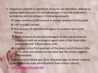  Organisms present in significant amounts are identified, defined as
colony types that are not considered part of normal respiratory
microbiota and are present in following amounts:
Large numbers in the second or greater quadrant of the plate
>104 in a BAL sample
Any amount of selected pathogens in a patient with cystic
fibrosis
 Small amount of selected pathogens in the culture that are
consistent with an etiological agent seen in the Gram stain
associated with inflammatory cells
 Colonies in the first quadrant of the plate, only if there is little
or no other microbiota on the plate and the smear suggests
inflammation
 Subcultured on blood agar &/or chocolate agar to obtain isolated
colonies for accurate identifications from mixed cultures
• Biochemical tests and AST
 