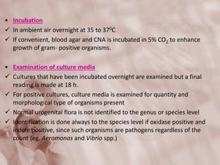 • Incubation
 In ambient air overnight at 35 to 370C
 If convenient, blood agar and CNA is incubated in 5% CO2 to enhance
growth of gram- positive organisms.
• Examination of culture media
 Cultures that have been incubated overnight are examined but a final
reading is made at 18 h.
 For positive cultures, culture media is examined for quantity and
morphological type of organisms present
 Normal urogenital flora is not identified to the genus or species level
 Identification is done always to the species level if oxidase positive and
indole positive, since such organisms are pathogens regardless of the
count (eg. Aeromonas and Vibrio spp.)
 