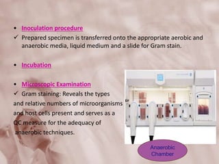 • Inoculation procedure
 Prepared specimen is transferred onto the appropriate aerobic and
anaerobic media, liquid medium and a slide for Gram stain.
• Incubation
• Microscopic Examination
 Gram staining: Reveals the types
and relative numbers of microorganisms
and host cells present and serves as a
QC measure for the adequacy of
anaerobic techniques.
Anaerobic
Chamber
 