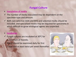 Fungal Culture
• Inoculation of media
 The number of media inoculated may be dependent on the
specimen type and amount.
 Both non-selective (SDA and BHI) and selective media should be
included, and specialized media may be required for specimens in
which difficult-to-grow etiological agents are suspected.
• Incubation
 Fungal cultures are incubated at 300C for
a minimum of 4weeks.
 Plates should be examined daily for first
7 days and at least twice per week thereafter.
 