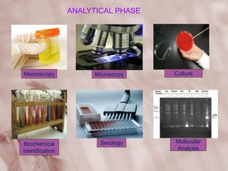 ANALYTICAL PHASE
Macroscopy Microscopy Culture
Biochemical
identification
Serology Molecular
Analysis
 