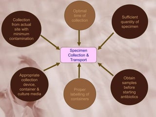 Specimen
Collection &
Transport
Collection
from actual
site with
minimum
contamination
Optimal
time of
collection
Sufficient
quantity of
specimen
Appropriate
collection
device,
container &
culture media
Proper
labelling of
containers
Obtain
samples
before
starting
antibiotics
 