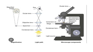 Comprehensive Guide to Laboratory Microscopy and Equipment Maintenance ...
