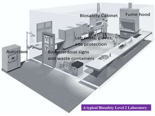Microbiology Lab Layout Design