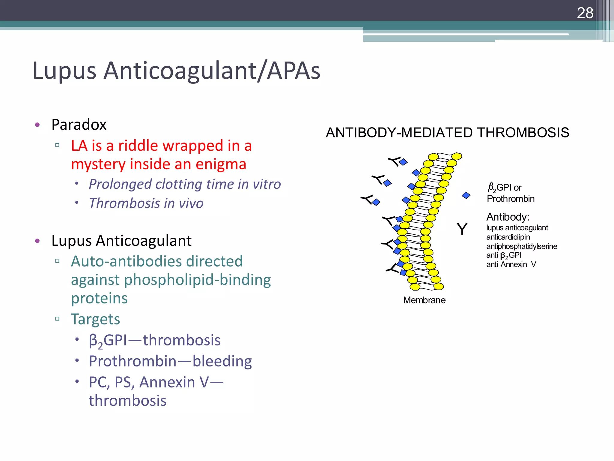 28

Lupus Anticoagulant/APAs
Y
or
Prothrombin

Y Y Y

• Lupus Anticoagulant
▫ Auto-antibodies directed
against phospholipid-binding
proteins
▫ Targets
 β2GPI—thrombosis
 Prothrombin—bleeding
 PC, PS, Annexin V—
thrombosis

2 GPI

Y

 Prolonged clotting time in vitro
 Thrombosis in vivo

ANTIBODY-MEDIATED THROMBOSIS

Y

• Paradox
▫ LA is a riddle wrapped in a
mystery inside an enigma

Antibody:

Y

Membrane

lupus anticoagulant
anticardiolipin
antiphosphatidylserine
anti 2GPI
anti Annexin V

 