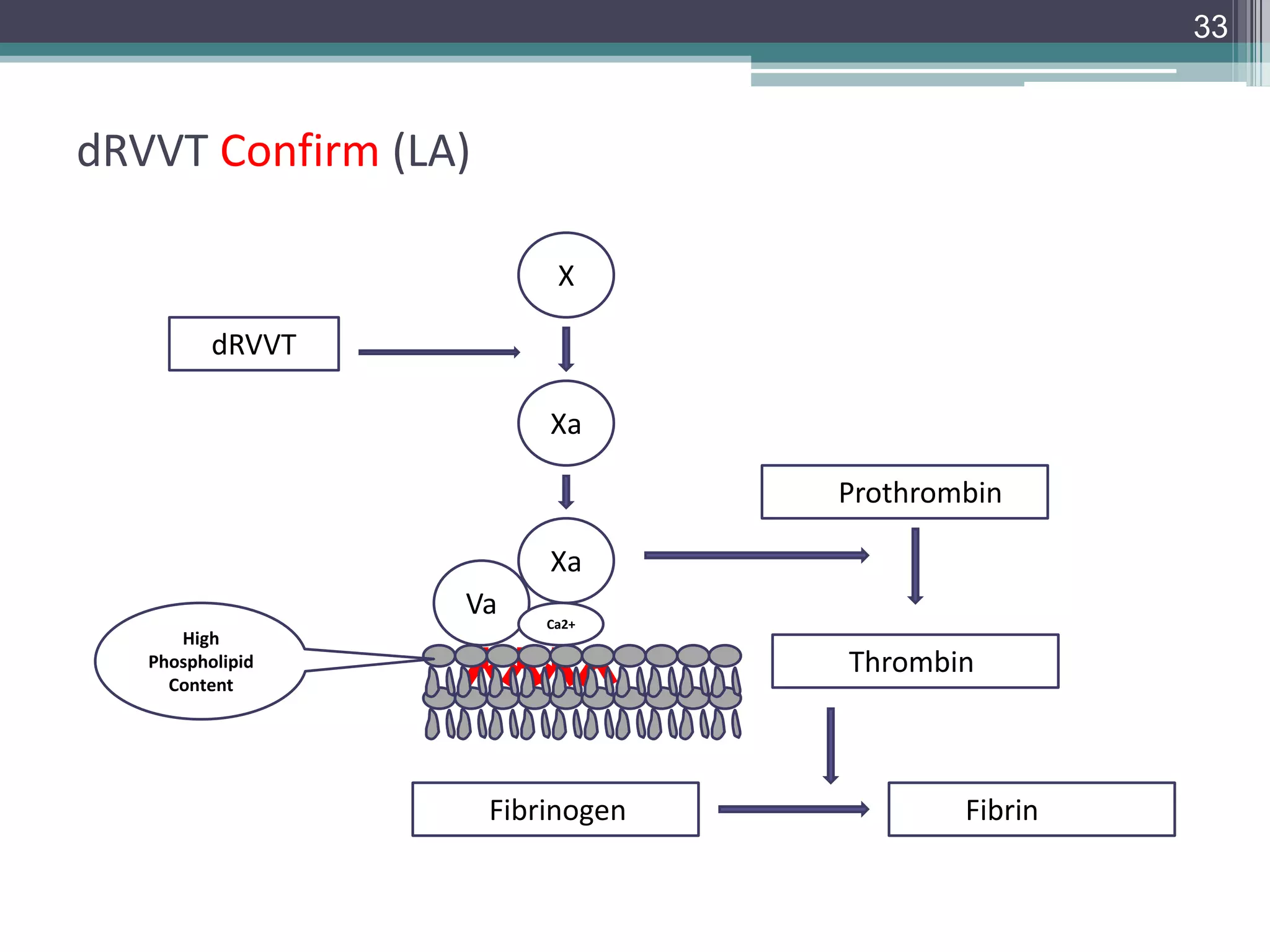 33

dRVVT Confirm (LA)
X
dRVVT
Xa
Prothrombin
Xa
Va
High
Phospholipid
Content

Ca2+

Thrombin

Fibrinogen

Fibrin

 