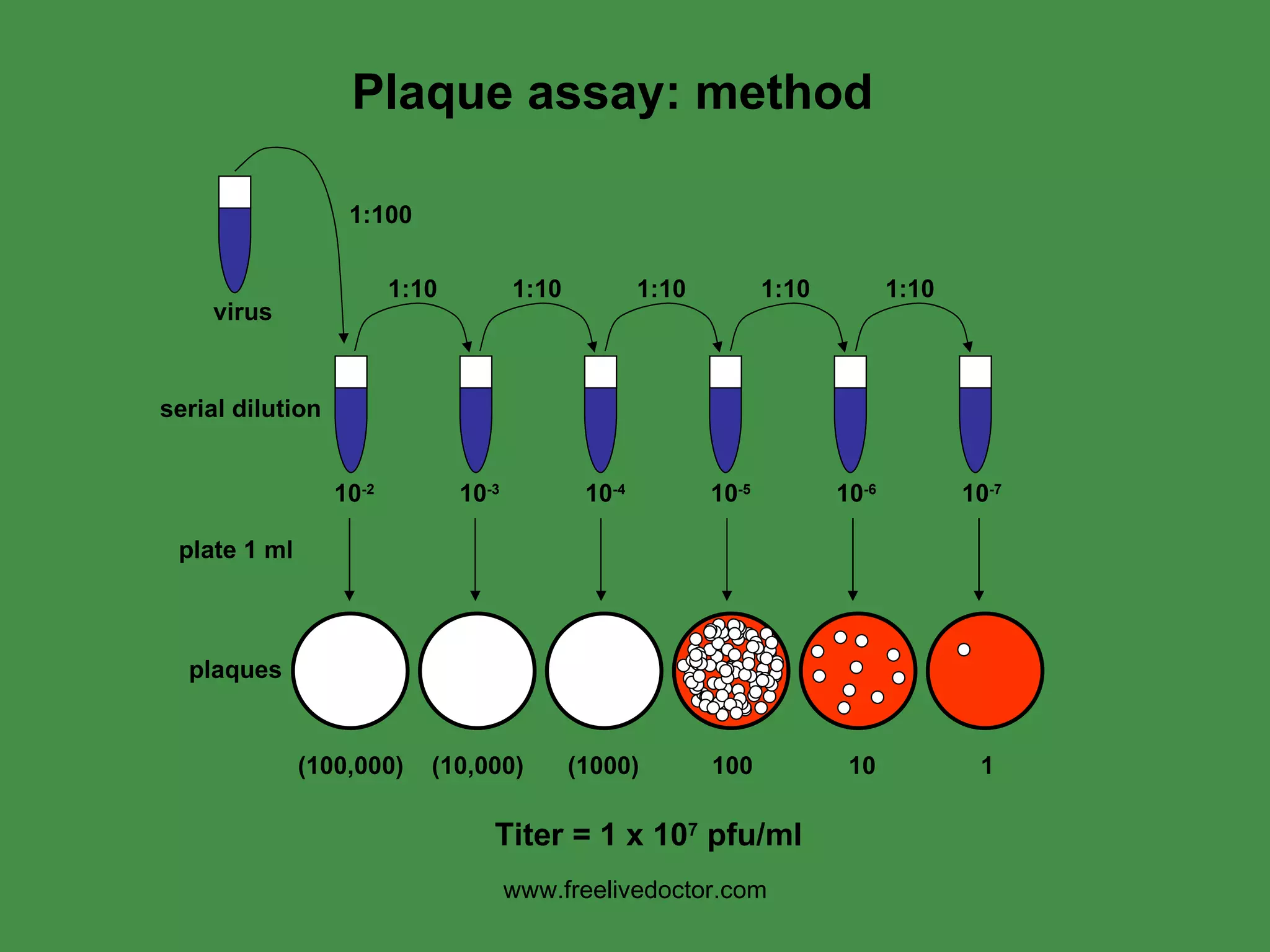 Plaque assay: method www.freelivedoctor.com 1:100 1:10 1:10 1:10 1:10 1:10 10 -2 10 -3 10 -4 10 -5 10 -6 10 -7 virus serial dilution plate 1 ml plaques 100 10 1 (1000) (100,000) (10,000) Titer = 1 x 10 7  pfu/ml 