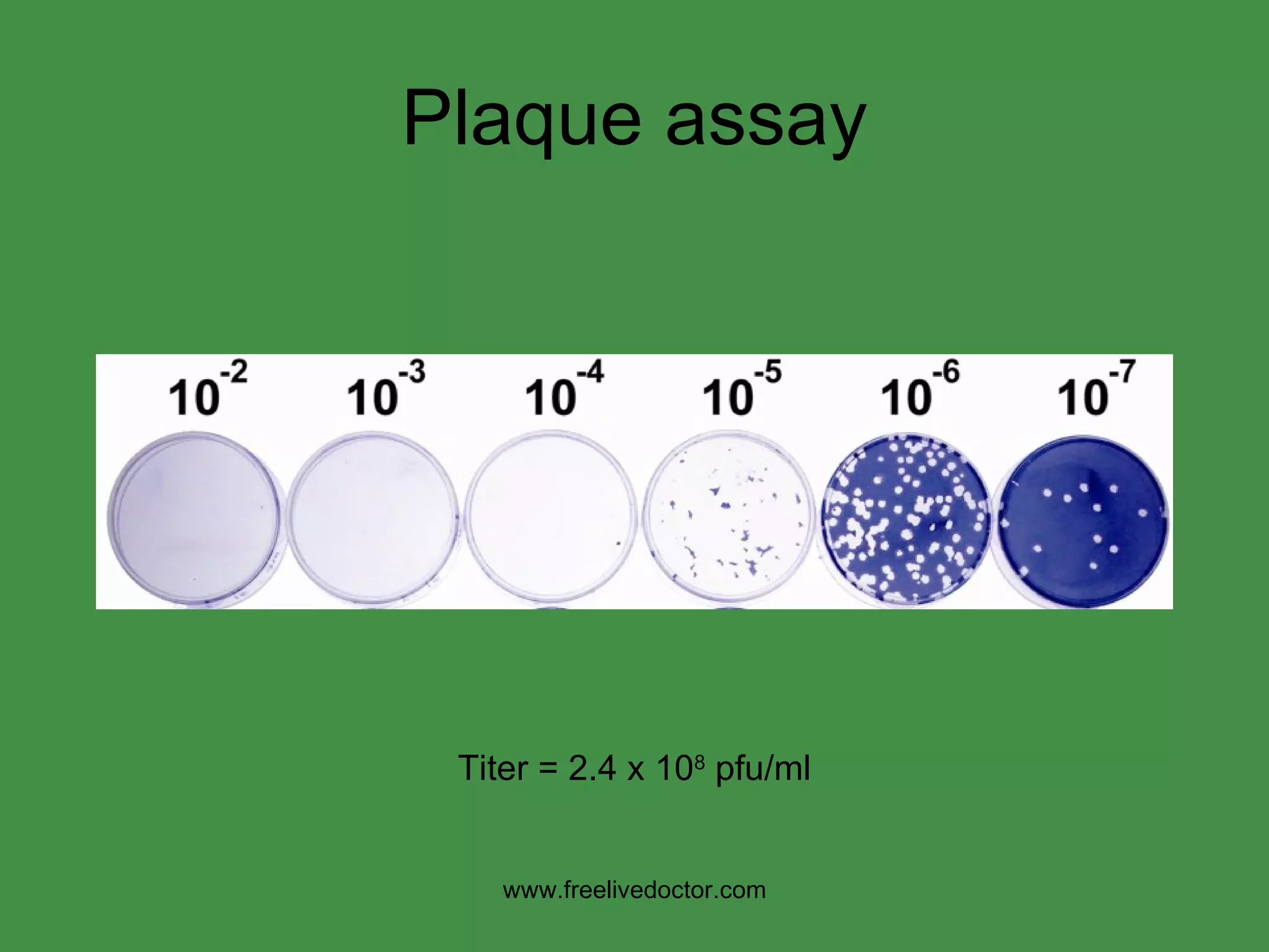 Plaque assay Titer = 2.4 x 10 8  pfu/ml www.freelivedoctor.com 