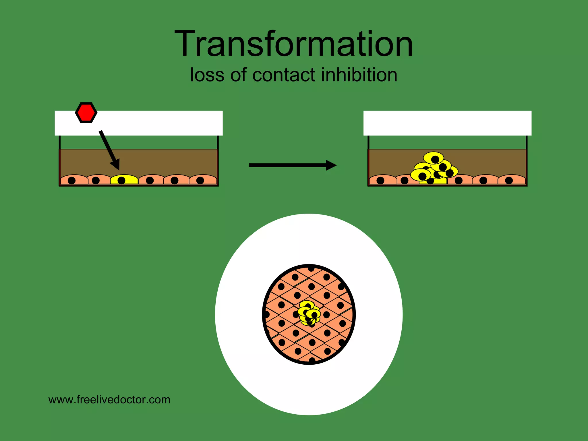 Transformation loss of contact inhibition www.freelivedoctor.com 