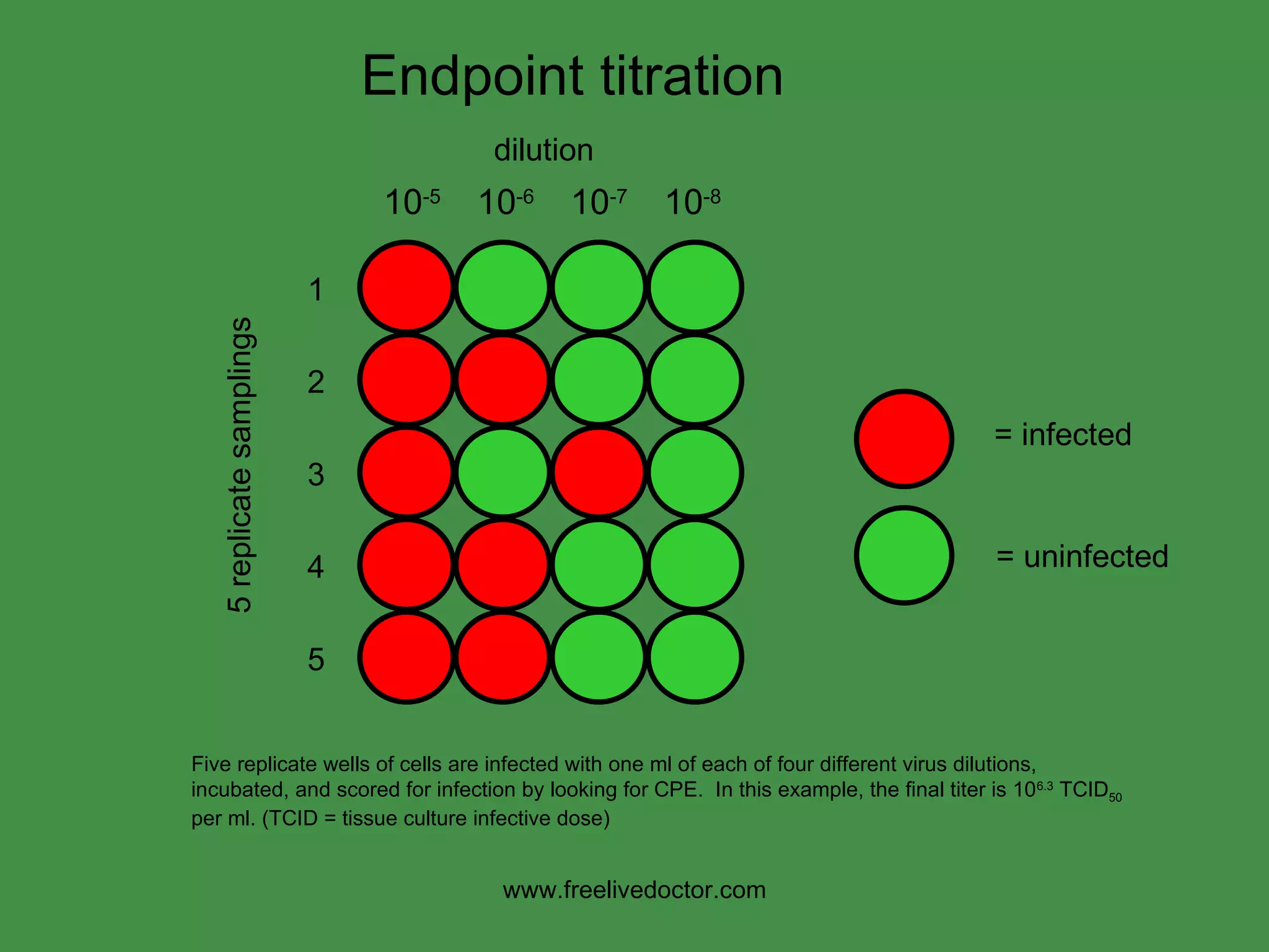 = infected = uninfected Endpoint titration Five replicate wells of cells are infected with one ml of each of four different virus dilutions, incubated, and scored for infection by looking for CPE.  In this example, the final titer is 10 6.3  TCID 50  per ml. (TCID = tissue culture infective dose) www.freelivedoctor.com 10 -5 10 -6 10 -7 10 -8 5 replicate samplings 1 2 3 4 5 dilution 