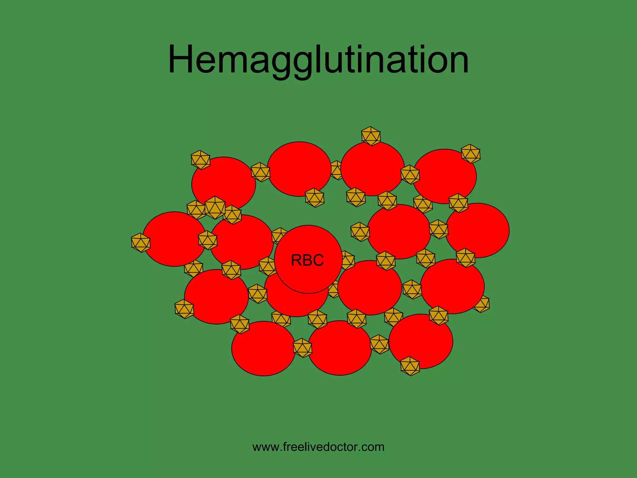 Hemagglutination RBC www.freelivedoctor.com 