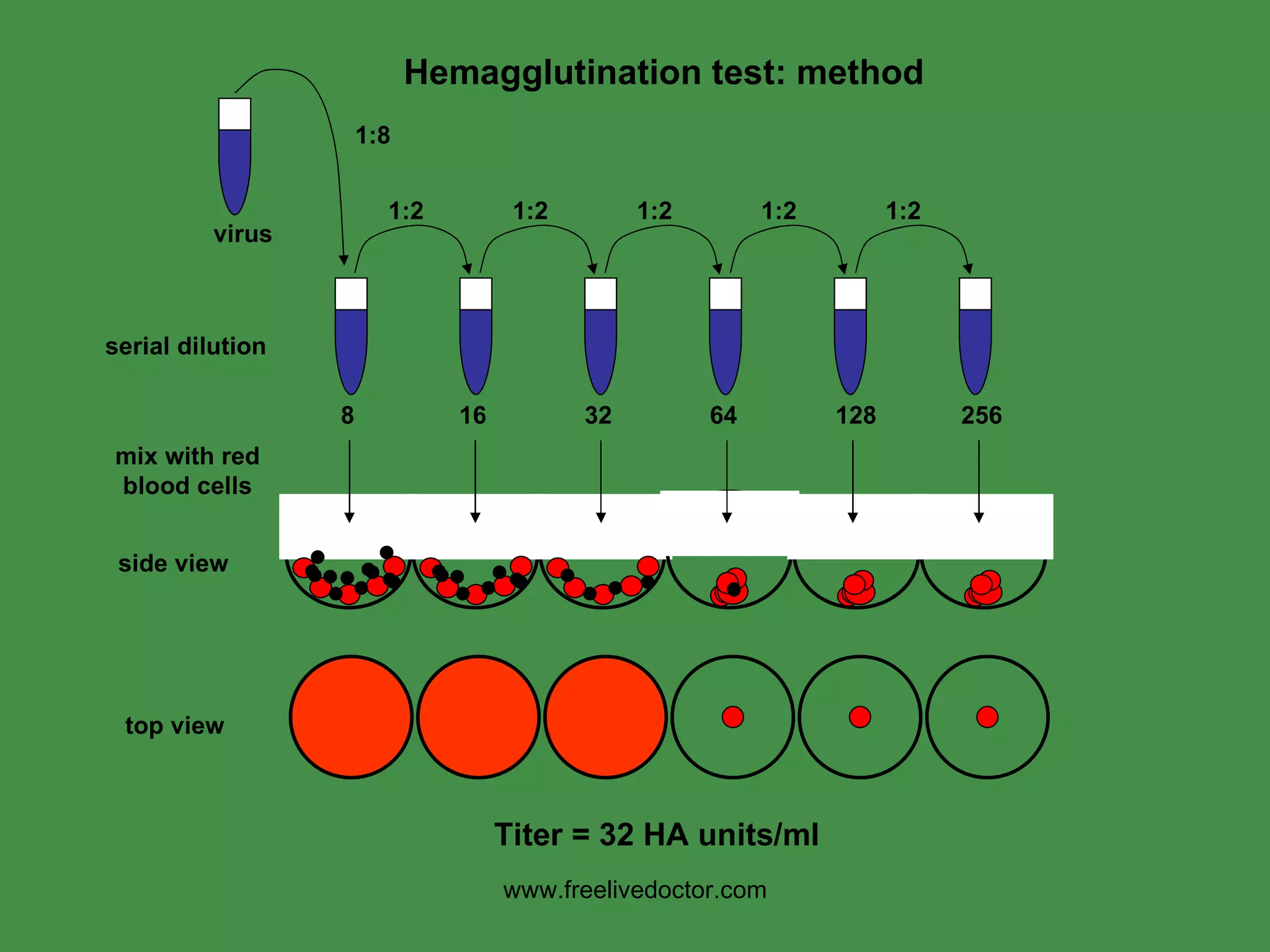 Titer = 32 HA units/ml Hemagglutination test: method 1:8 1:2 1:2 1:2 1:2 1:2 8 16 32 64 128 256 virus serial dilution mix with red blood cells side view top view www.freelivedoctor.com 