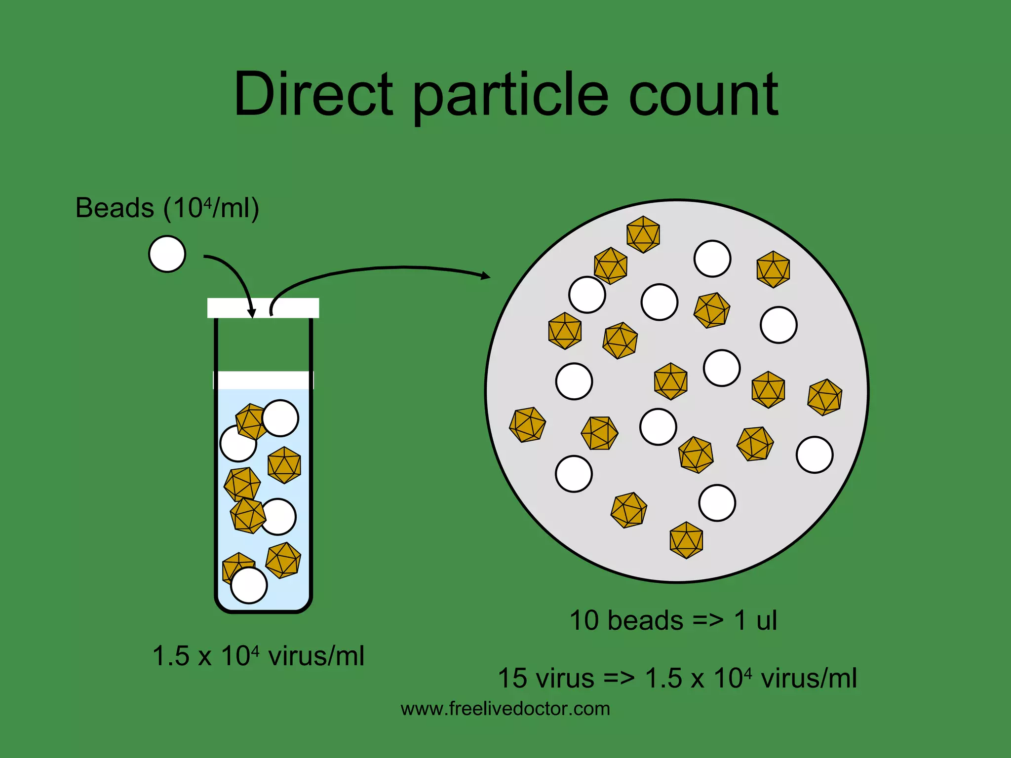Direct particle count 10 beads => 1 ul  15 virus => 1.5 x 10 4  virus/ml 1.5 x 10 4  virus/ml www.freelivedoctor.com Beads (10 4 /ml) 