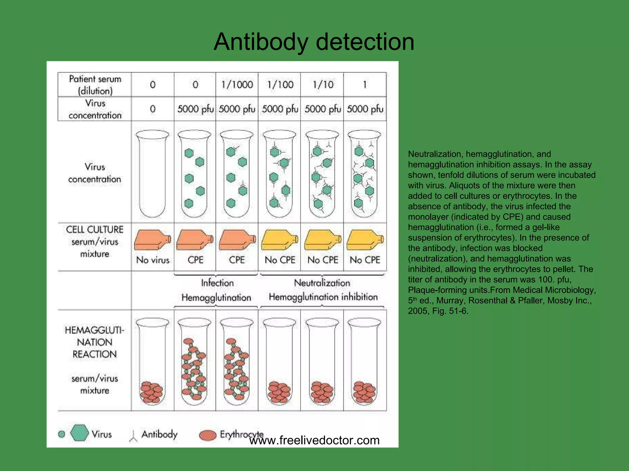 Neutralization, hemagglutination, and hemagglutination inhibition assays. In the assay shown, tenfold dilutions of serum were incubated with virus. Aliquots of the mixture were then added to cell cultures or erythrocytes. In the absence of antibody, the virus infected the monolayer (indicated by CPE) and caused hemagglutination (i.e., formed a gel-like suspension of erythrocytes). In the presence of the antibody, infection was blocked (neutralization), and hemagglutination was inhibited, allowing the erythrocytes to pellet. The titer of antibody in the serum was 100. pfu, Plaque-forming units.From Medical Microbiology, 5 th  ed., Murray, Rosenthal & Pfaller, Mosby Inc., 2005, Fig. 51-6. Antibody detection www.freelivedoctor.com 