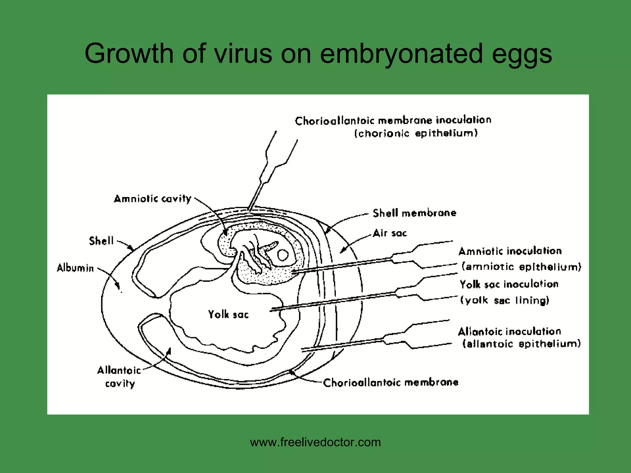 Growth of virus on embryonated eggs www.freelivedoctor.com 