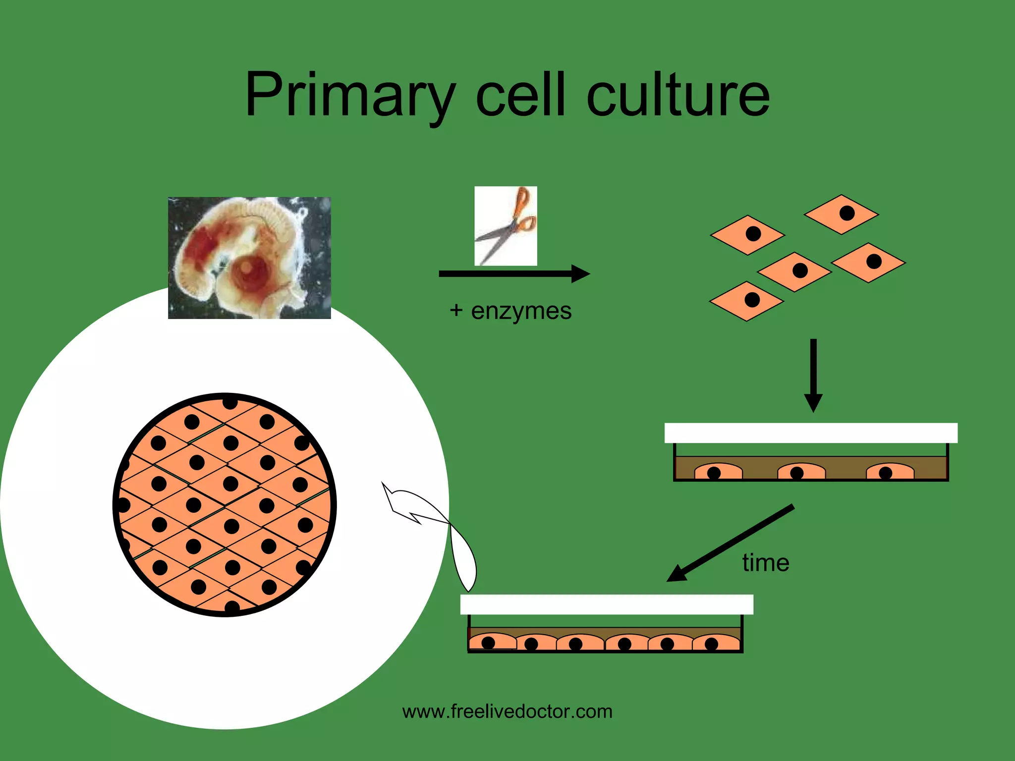 Primary cell culture time www.freelivedoctor.com + enzymes 