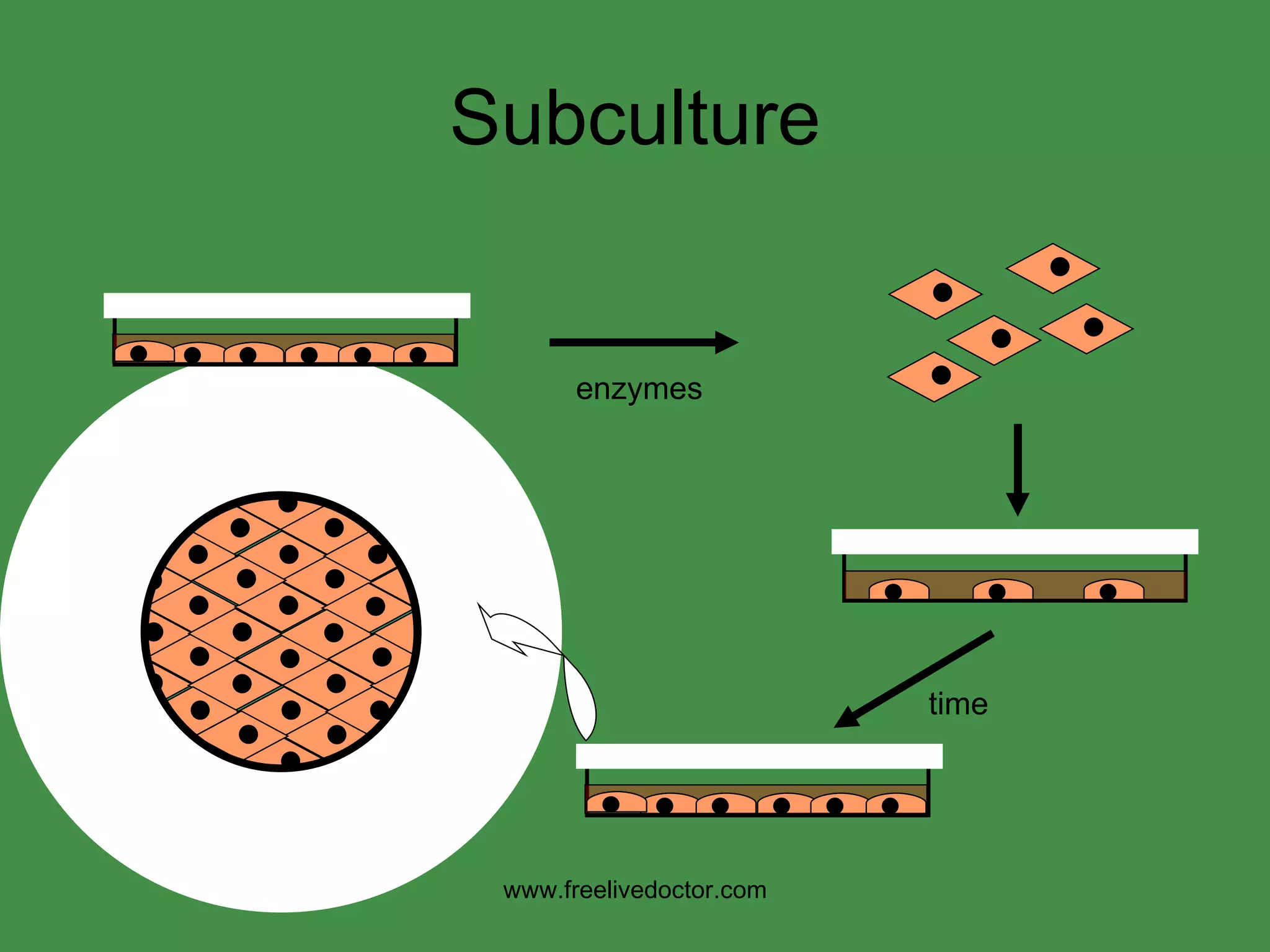 Subculture enzymes time www.freelivedoctor.com 